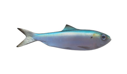 7-INCH HERRING BAITFISH MOUNT (R)