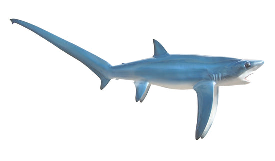 103-INCH THRESHER SHARK