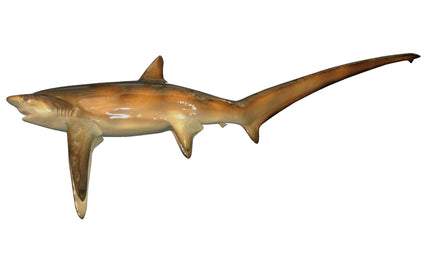 138-INCH THRESHER SHARK