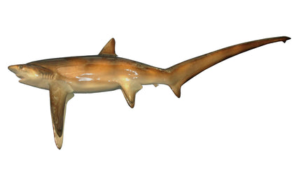 138-INCH THRESHER SHARK