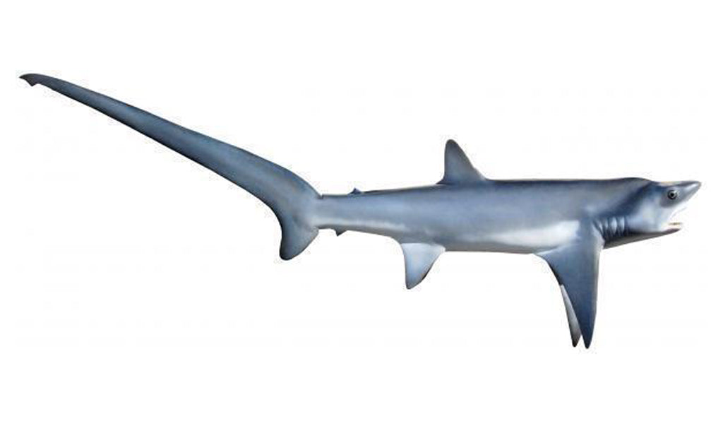 162-Inch Thresher Shark Mount | King Sailfish Mounts