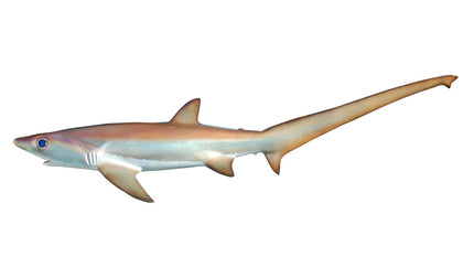 63-INCH THRESHER SHARK