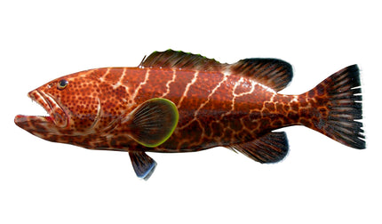 25-INCH TIGER GROUPER