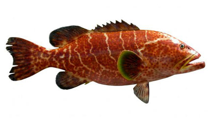 29-INCH TIGER GROUPER