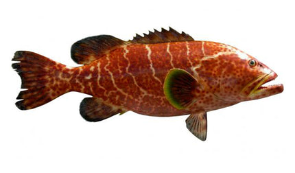 29-INCH TIGER GROUPER