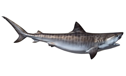 107-INCH TIGER SHARK