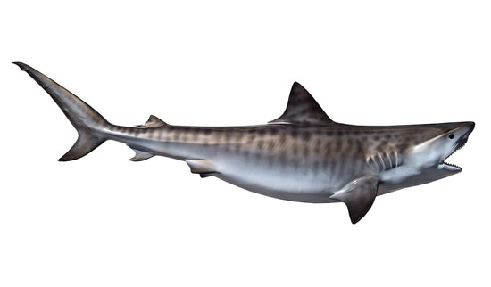 107-INCH TIGER SHARK