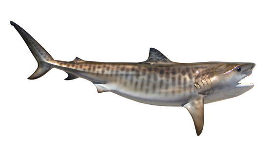 135-INCH TIGER SHARK