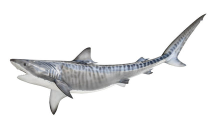51-INCH TIGER SHARK