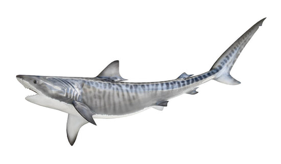 51-INCH TIGER SHARK