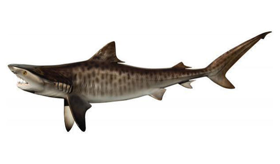 69-INCH TIGER SHARK