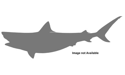 82-INCH TIGER SHARK