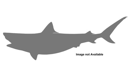 82-INCH TIGER SHARK