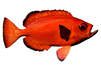 Collection image for: SNAPPER, TORO