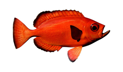 15-INCH TORO SNAPPER