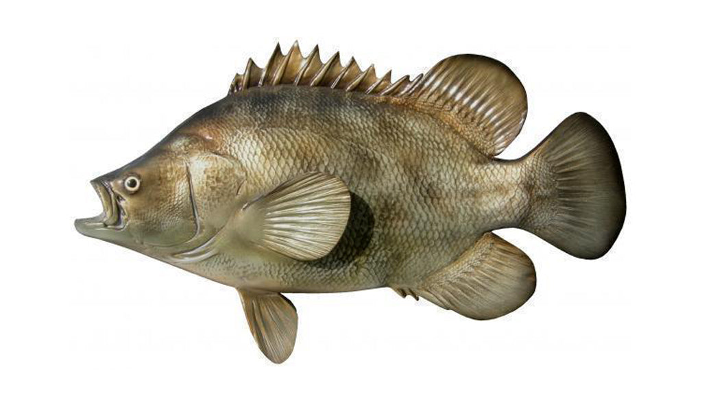 19-Inch Tripletail Fish Mount | King Sailfish Mounts