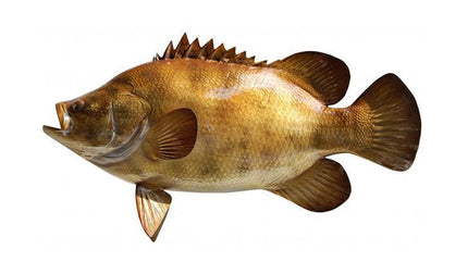 25-INCH TRIPLETAIL
