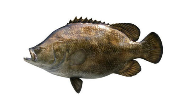 TripletailFishMounts_31-