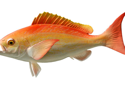 Collection image for: SNAPPER, VERMILLION