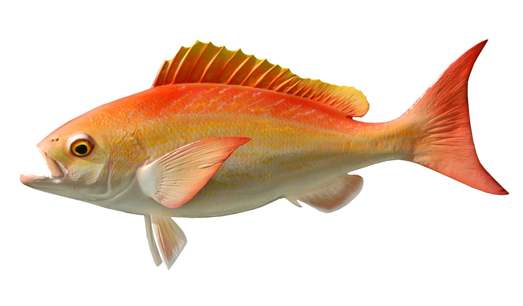 21-Inch Vermillion Snapper Fish Mount | King Sailfish Mounts