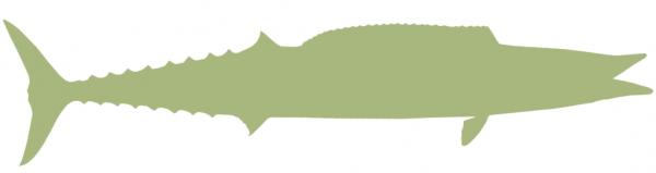 53-INCH WAHOO BLANK, ECONOMICAL
