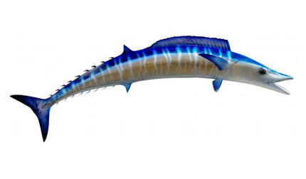 40-INCH WAHOO