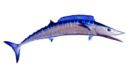 45-INCH WAHOO