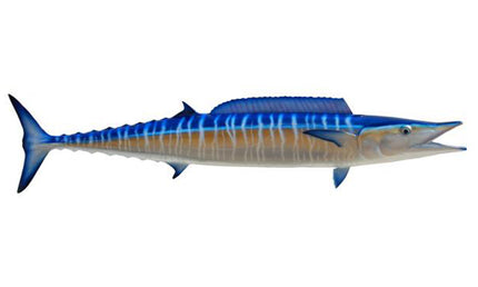 53-INCH WAHOO