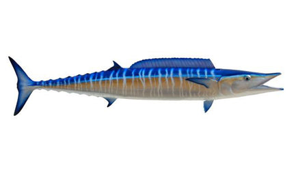 53-INCH WAHOO