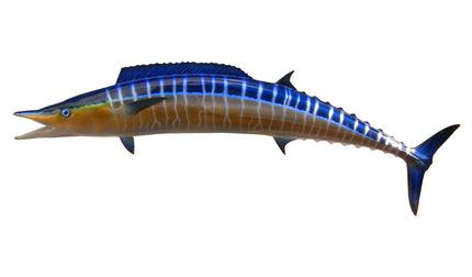54-INCH WAHOO