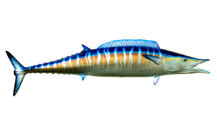 63-INCH WAHOO