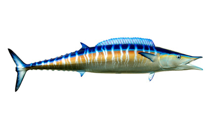 63-INCH WAHOO