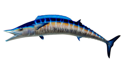 71-INCH WAHOO