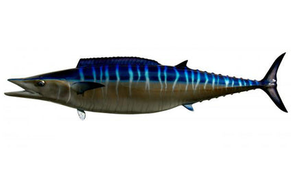 78-INCH WAHOO