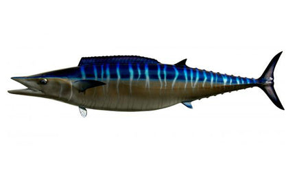 78-INCH WAHOO