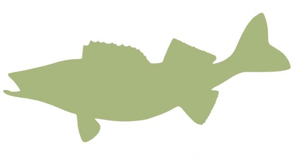29-INCH WALLEYE BLANK, ECONOMICAL
