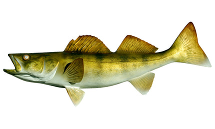 21-INCH WALLEYE