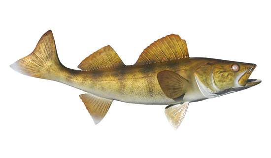21-INCH WALLEYE (R)
