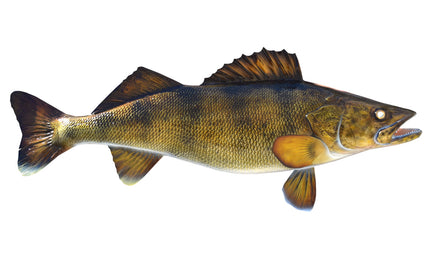 27-INCH WALLEYE
