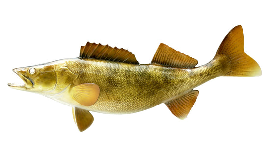 29-INCH WALLEYE
