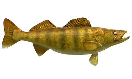 30-INCH WALLEYE