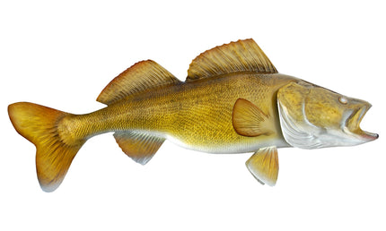 30-INCH WALLEYE (2)