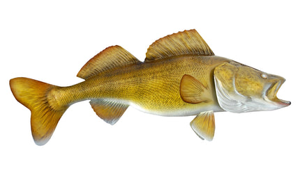 30-INCH WALLEYE (2)