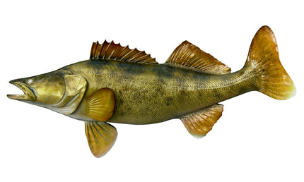 36-INCH WALLEYE
