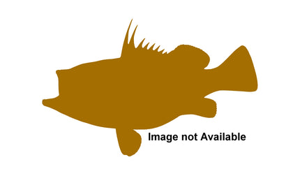 42-INCH WARSAW GROUPER
