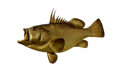 58-INCH WARSAW GROUPER