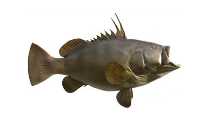 67-INCH WARSAW GROUPER
