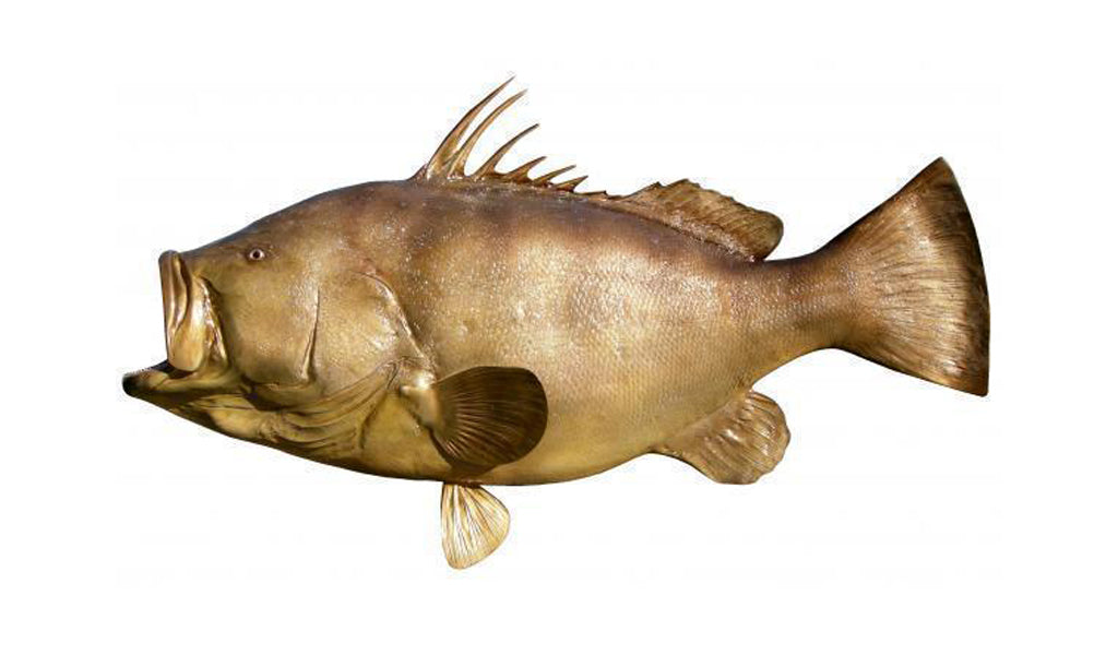 77-Inch Warsaw Grouper Fish Mount | King Sailfish Mounts