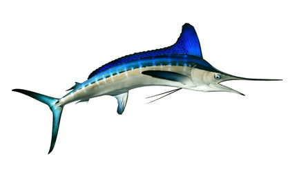 73-INCH WHITE MARLIN