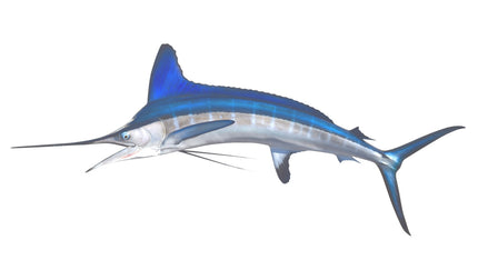 80-INCH WHITE MARLIN